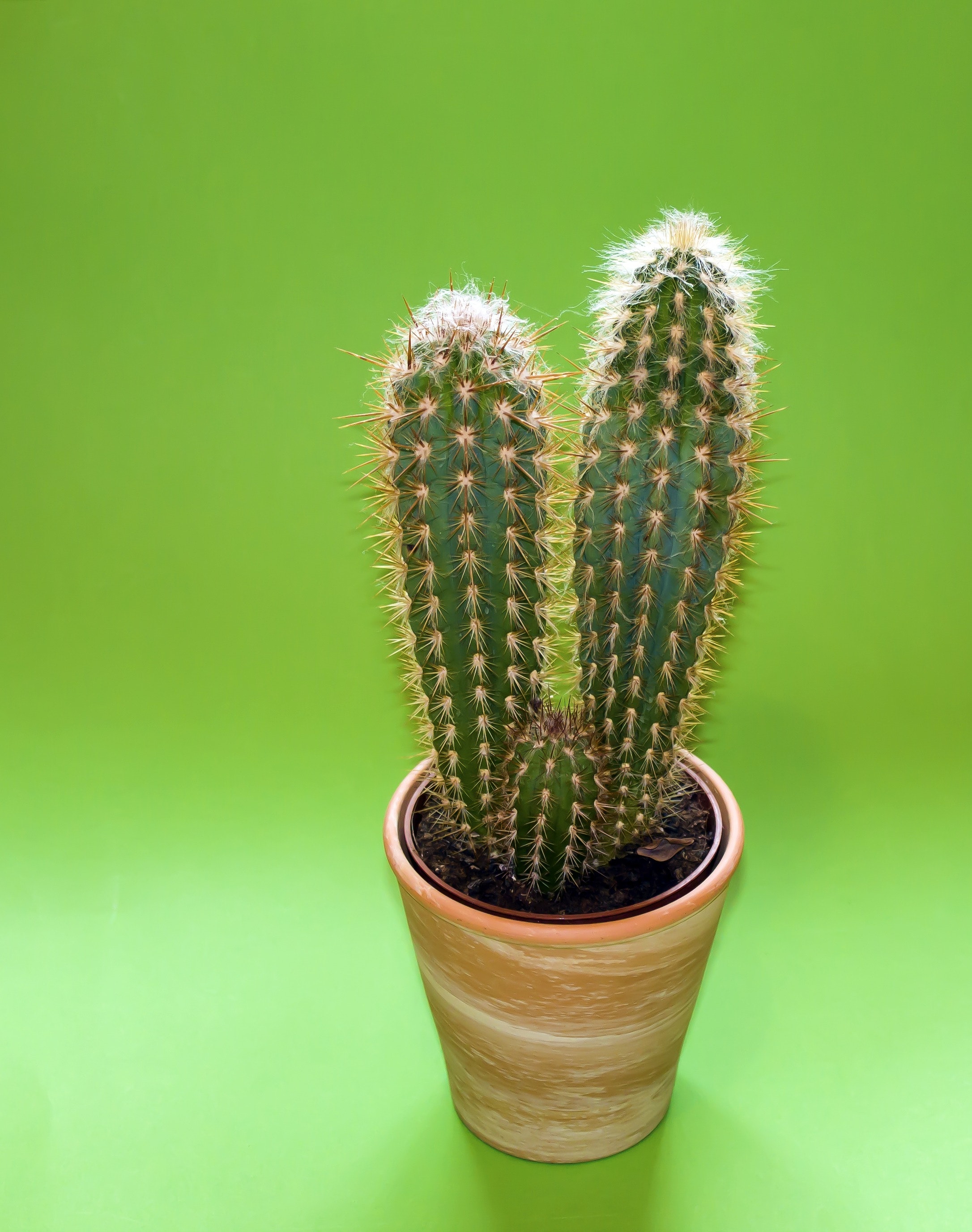 plant-green-cactus-succulents-56589